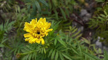 Yellow Marigold Flower