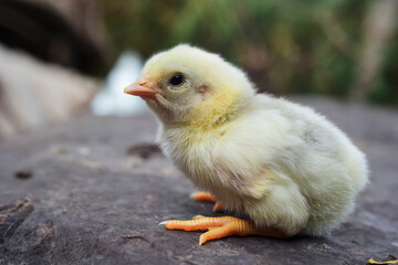 Chicks are learning to walk, standing cutely.
