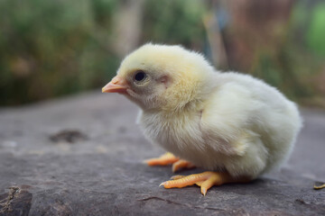 Newborn white chicks are learning to walk cutely.