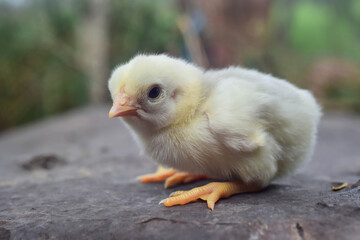 Newborn chicks are learning to walk cutely.