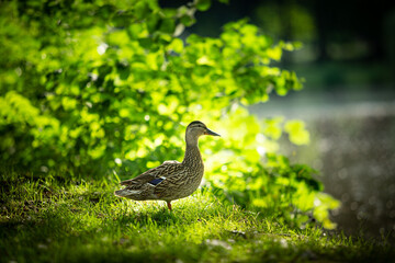 Female Mallard duck profile while standing on grass during a later summer afternoon