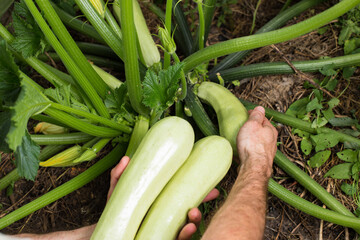 Organic growing marrows. Picking ripe zucchini from a plant.