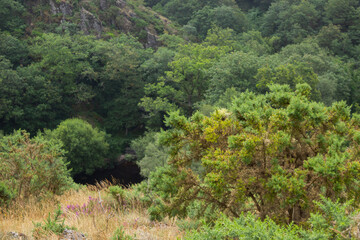 Brocéliande