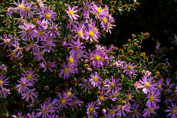 Beautiful Chrysanthemums flowers blooming in garden at spring day