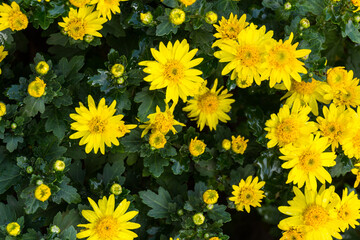 Beautiful Chrysanthemums flowers blooming in garden at spring day