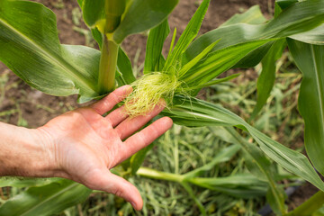 Corn pollination on plant. Checking corn field. Farmer hand caring about corn plant.