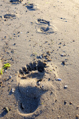 Fussabdruck am Strand im nassen Sand