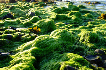 Seegrasbewuchs auf Steinen - hier sichtbar bei Niedrigwasser