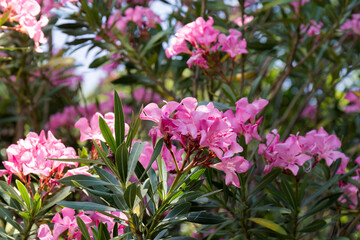 The best delicate flowers of pink oleander, Nerium oleander, bloomed in the spring. Shrub, a small...