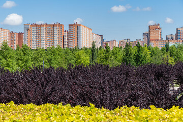 Prunus cerasifera 'Nigra' (Black cherry or prune 'Pissardii Nigra') with purple leaves against...
