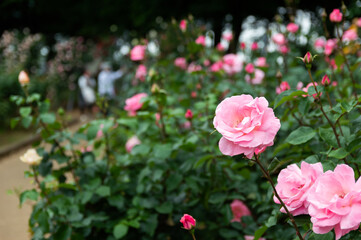 バラの花　ピンク