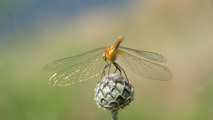 An orange dragonfly sits on a bud. Blurred background.