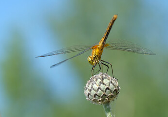 An orange dragonfly sits on a bud. Blurred background, blue sky. 