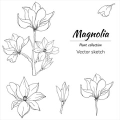 Set of contour flowers of magnolia on a white background. Vector black and white floral sketch.