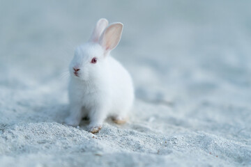 Cute little white rabbit on the white maldivian sand