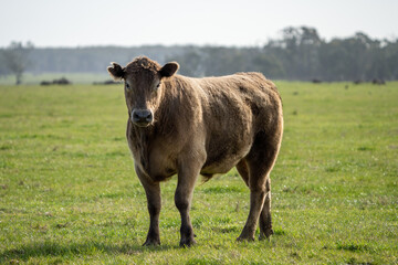 Cows eating grass in Australia. 