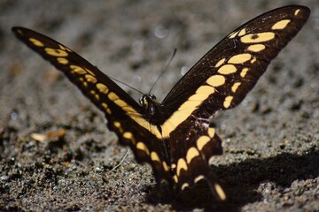 butterfly