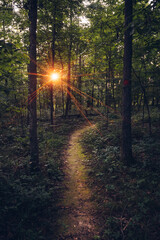 sun rays in the forest