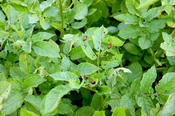 The red larvae of the Colorado potato beetle eat the leaves of the potato. Selective focus