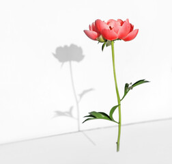 peony flower levitation over white background. copy space. flying japanese peony. holiday selebration concept