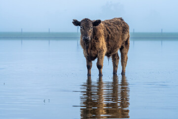 Beautiful cow standing in a lake, in Australia.