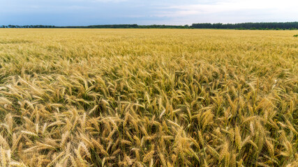 mature wheat field and blue sky