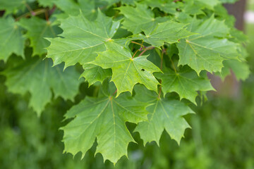 Summer green color of the deciduous maple tree of the family Aceraceae