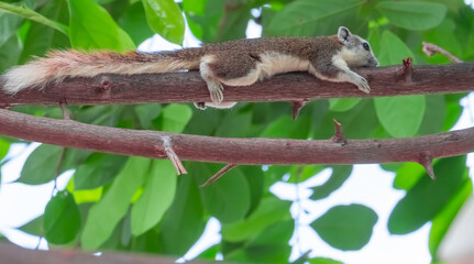 Squirrels can live in harmony in nature
