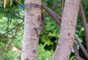Squirrels can live in harmony in nature
