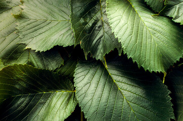 Picturesque summer linden leaves in shades of brown. Wallpaper, banner, background.