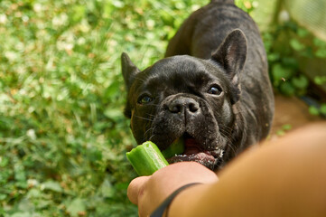 French bulldog is resting in nature. dog in nature eating a freshly grown cucumber on the background of grass