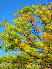 4月の若葉の欅と青空