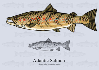 Atlantic Salmon (Spawning Phase). Vector illustration with refined details and optimized stroke that allows the image to be used in small sizes.