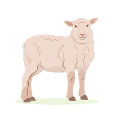 Farm animals concept. Detailed flat vector design of young lamb, side view. Sheep with beige wool coat. Domestic animal. Livestock farming illustration