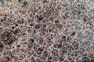 texture of a thorny plant on a sunny day, natural background, covid-19