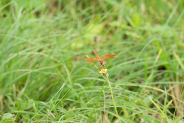 Different ways of life of dragonflies in nature