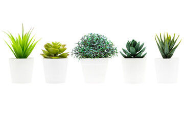 Small table plant isolated on a white background