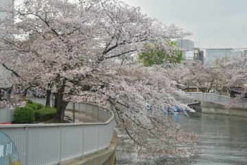 桜並木