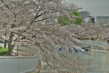 桜並木