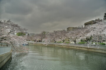 桜並木