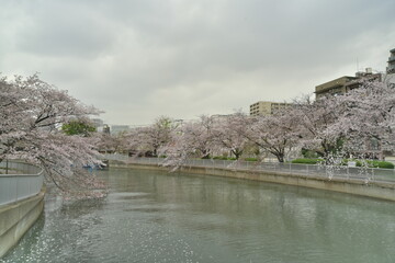 桜並木