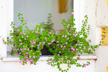Beautiful blooming flowers in window boxes on a nice summer day