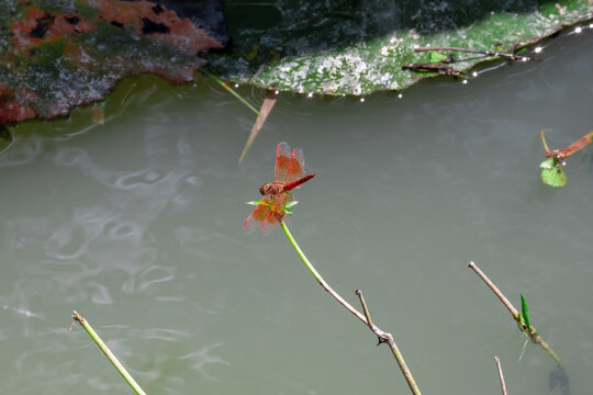 Different ways of life of dragonflies in nature