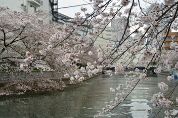 桜並木