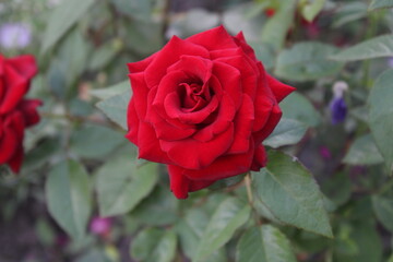 red rose in garden