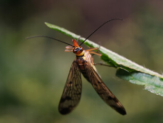 panorpa wojsiłka pospolita 2
