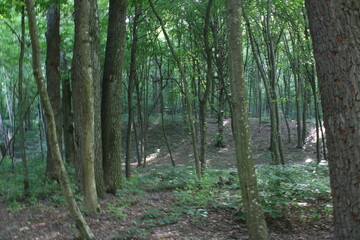 Obraz premium path in the forest