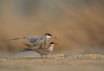 White-cheeked Tern making love at Asker marsh, Bahrain
