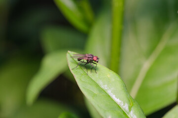mucha na liściu