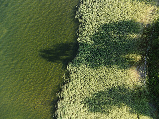 Water grass, coast line, the shadow of theh tree